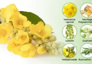 NEYEROS Botanical Mullein Lung Cleanse Diffuser